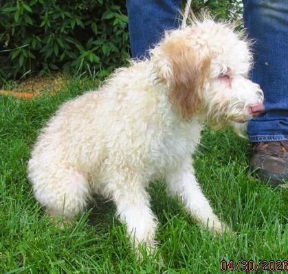 Ash, an adopted Aussiedoodle in Frederick, MD image 6/6
