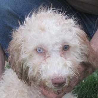 Ash, adopted, Puppy Male Aussiedoodle.