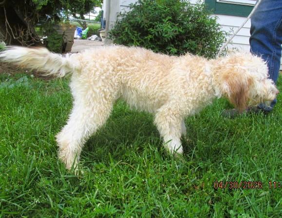 Ash, an adopted Aussiedoodle in Frederick, MD image 5/6