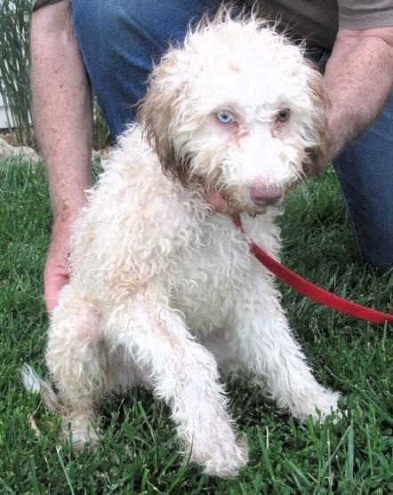 Ash, an adopted Aussiedoodle in Frederick, MD image 4/6