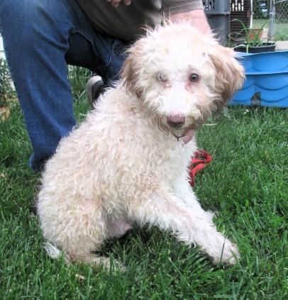 Ash, an adopted Aussiedoodle in Frederick, MD image 3/6
