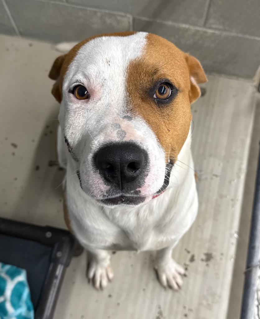 Enlarge Moses, a Adoptable Pit Bull Terrier in Camden, TN image 1/1