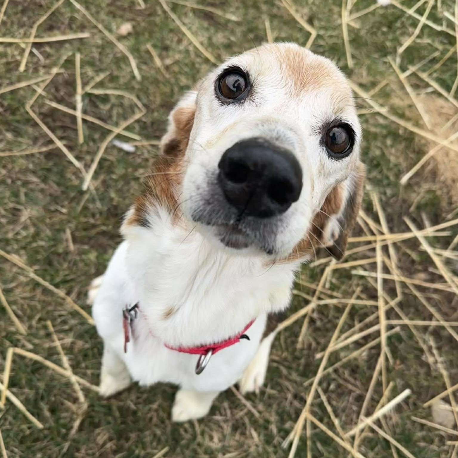 Arnold, ADOPTABLE, Senior Male Beagle.