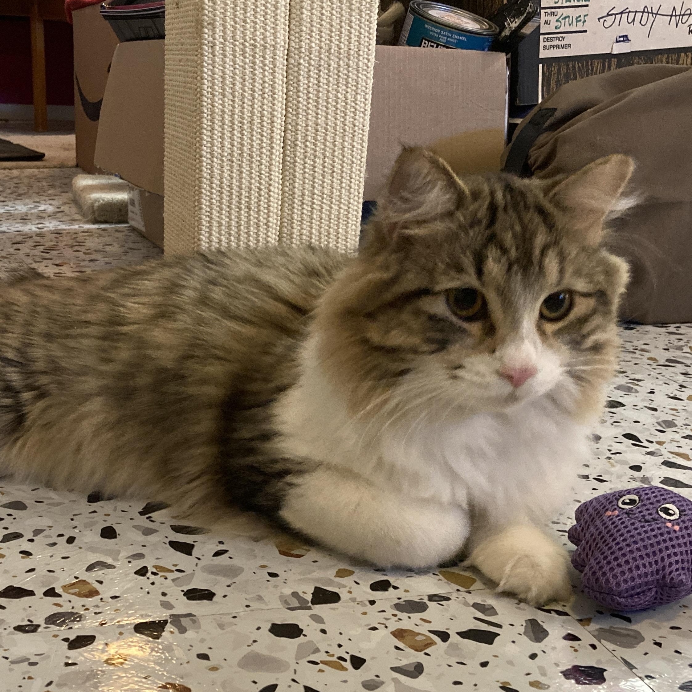 Enlarge Leon, a ADOPTABLE Domestic Medium Hair in Ottawa, ON image 5/5