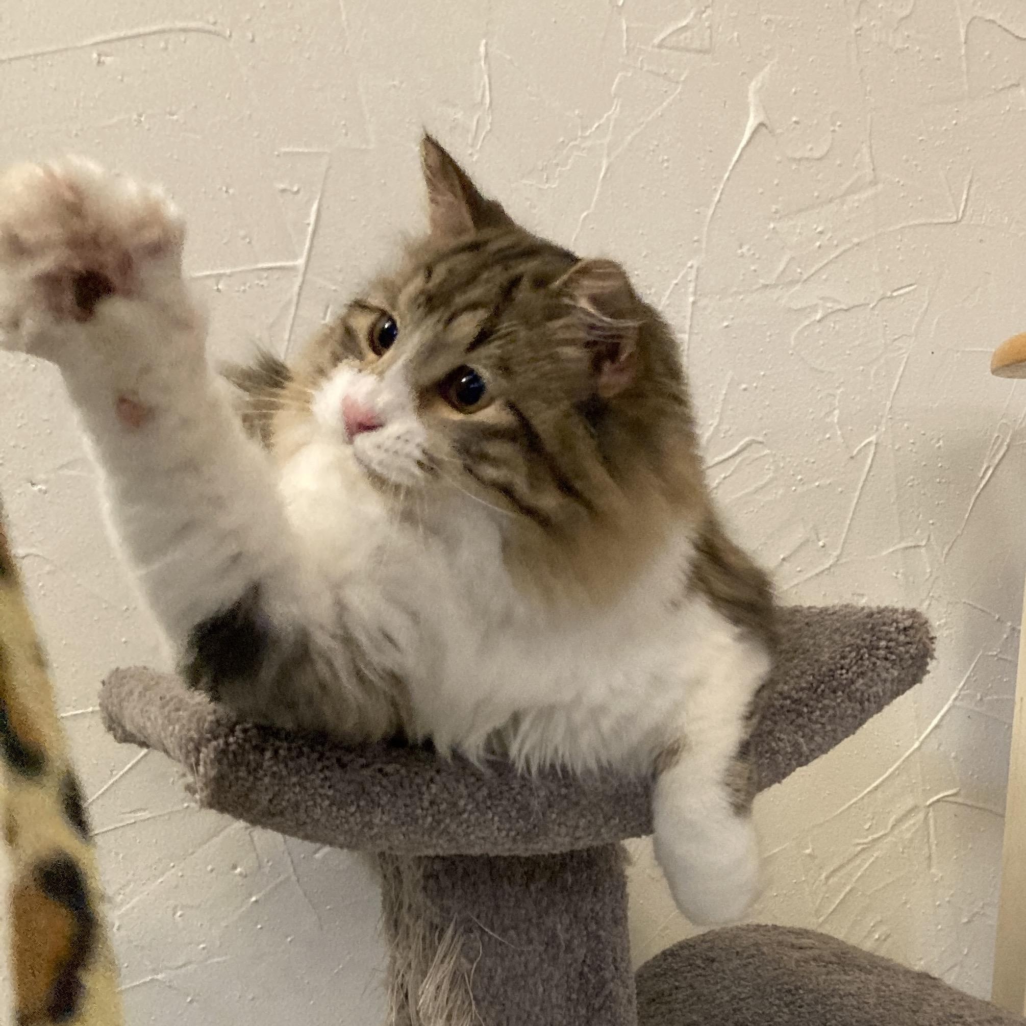 Enlarge Leon, a ADOPTABLE Domestic Medium Hair in Ottawa, ON image 4/5