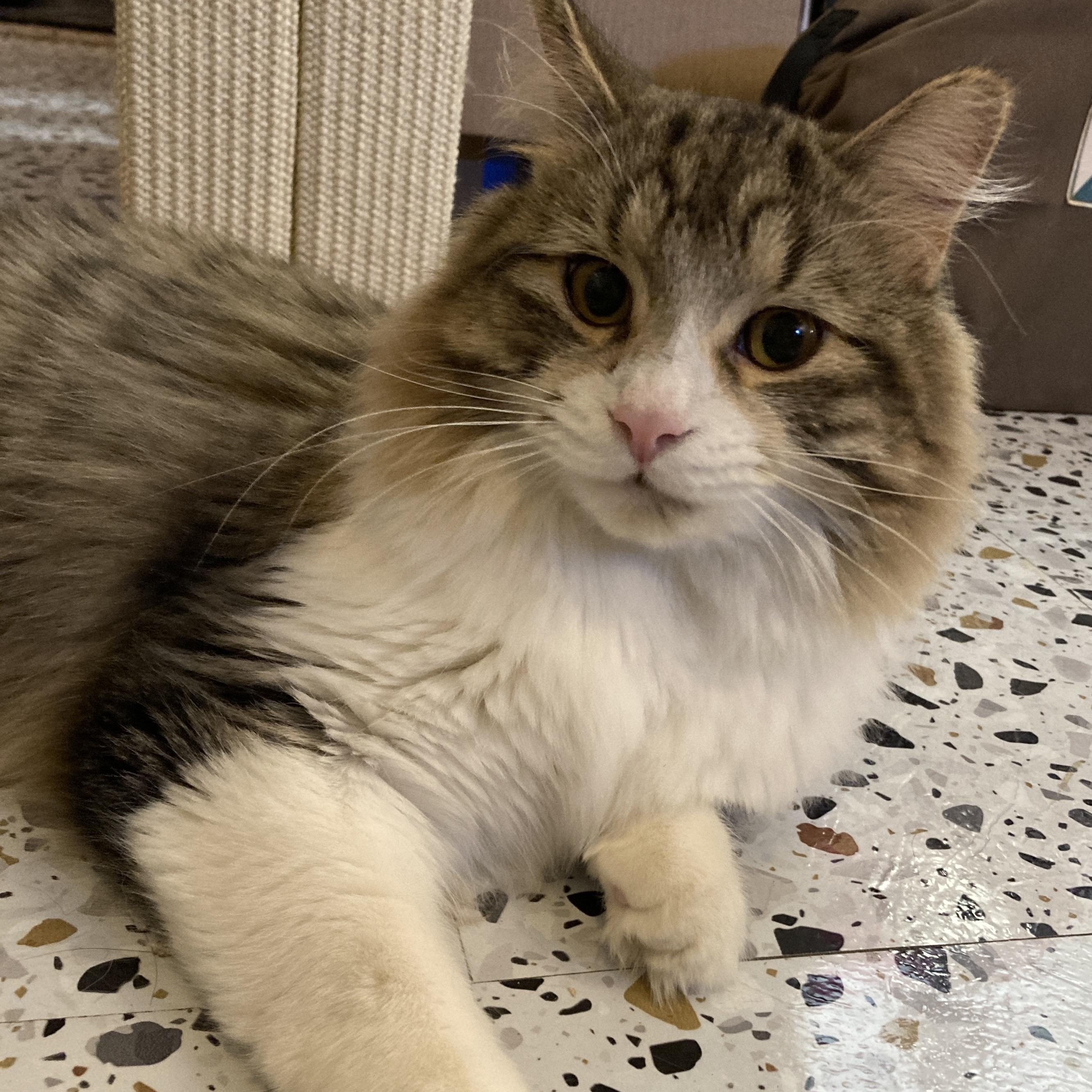 Enlarge Leon, a ADOPTABLE Domestic Medium Hair in Ottawa, ON image 3/5