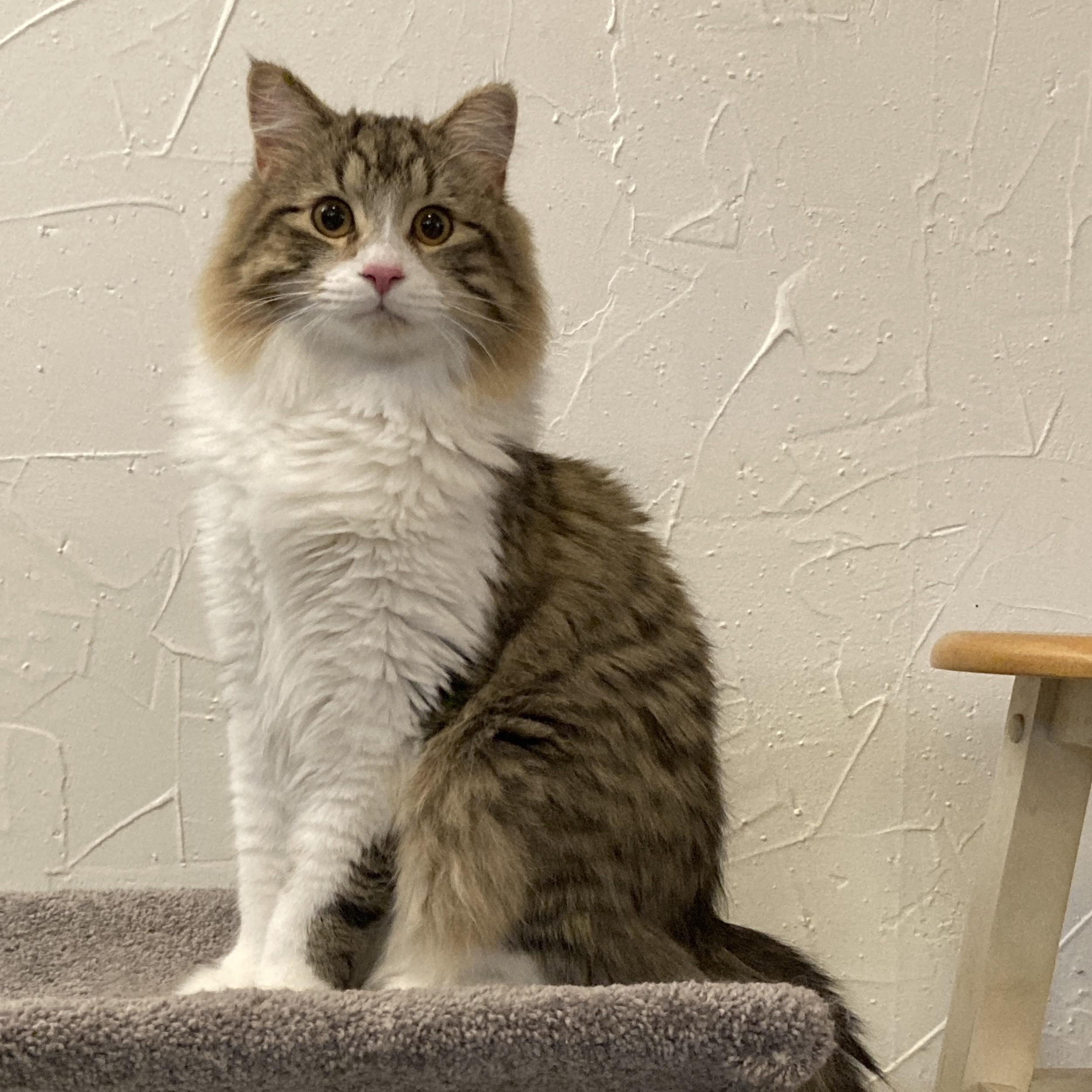 Enlarge Leon, a ADOPTABLE Domestic Medium Hair in Ottawa, ON image 2/5