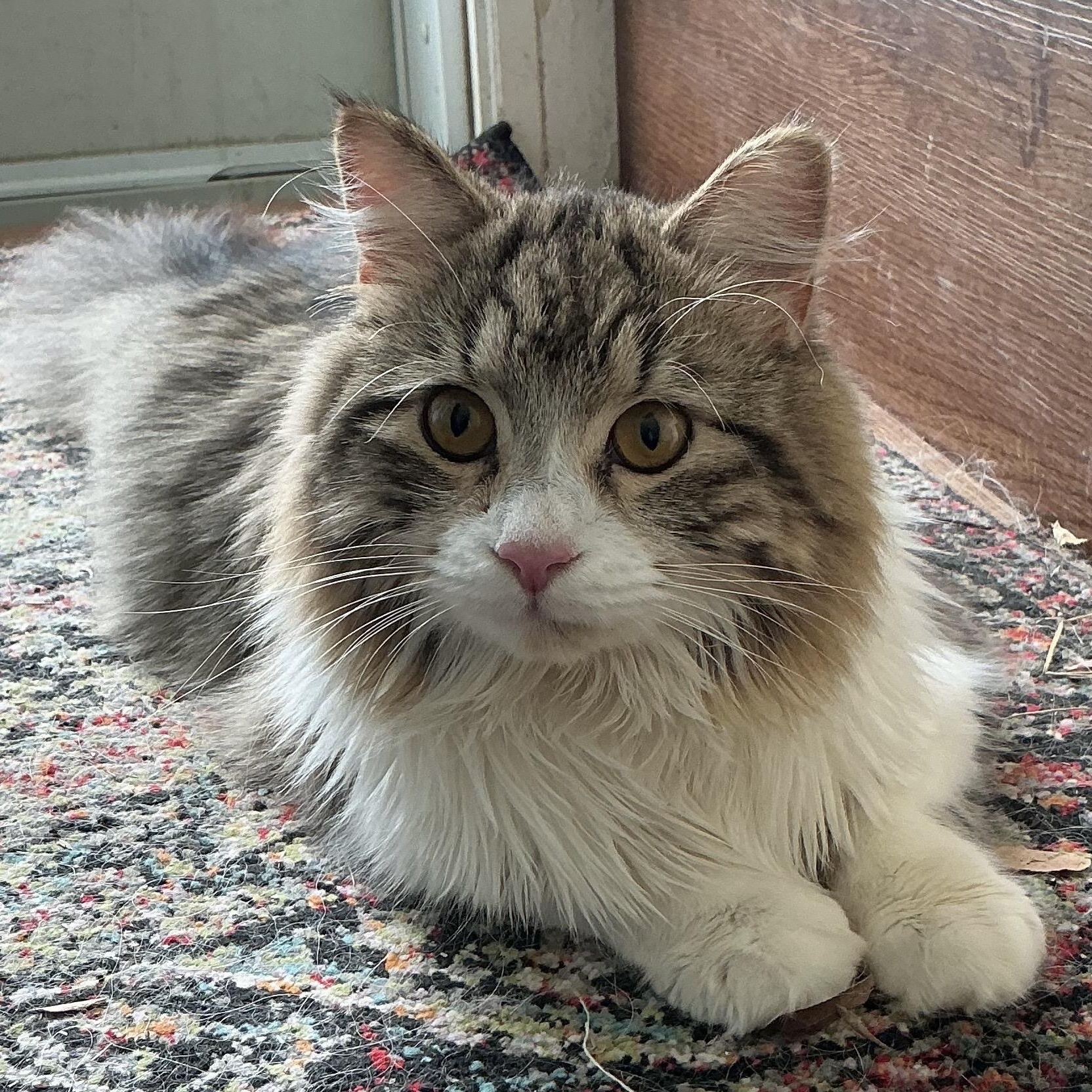 Enlarge Leon, a ADOPTABLE Domestic Medium Hair in Ottawa, ON image 1/5
