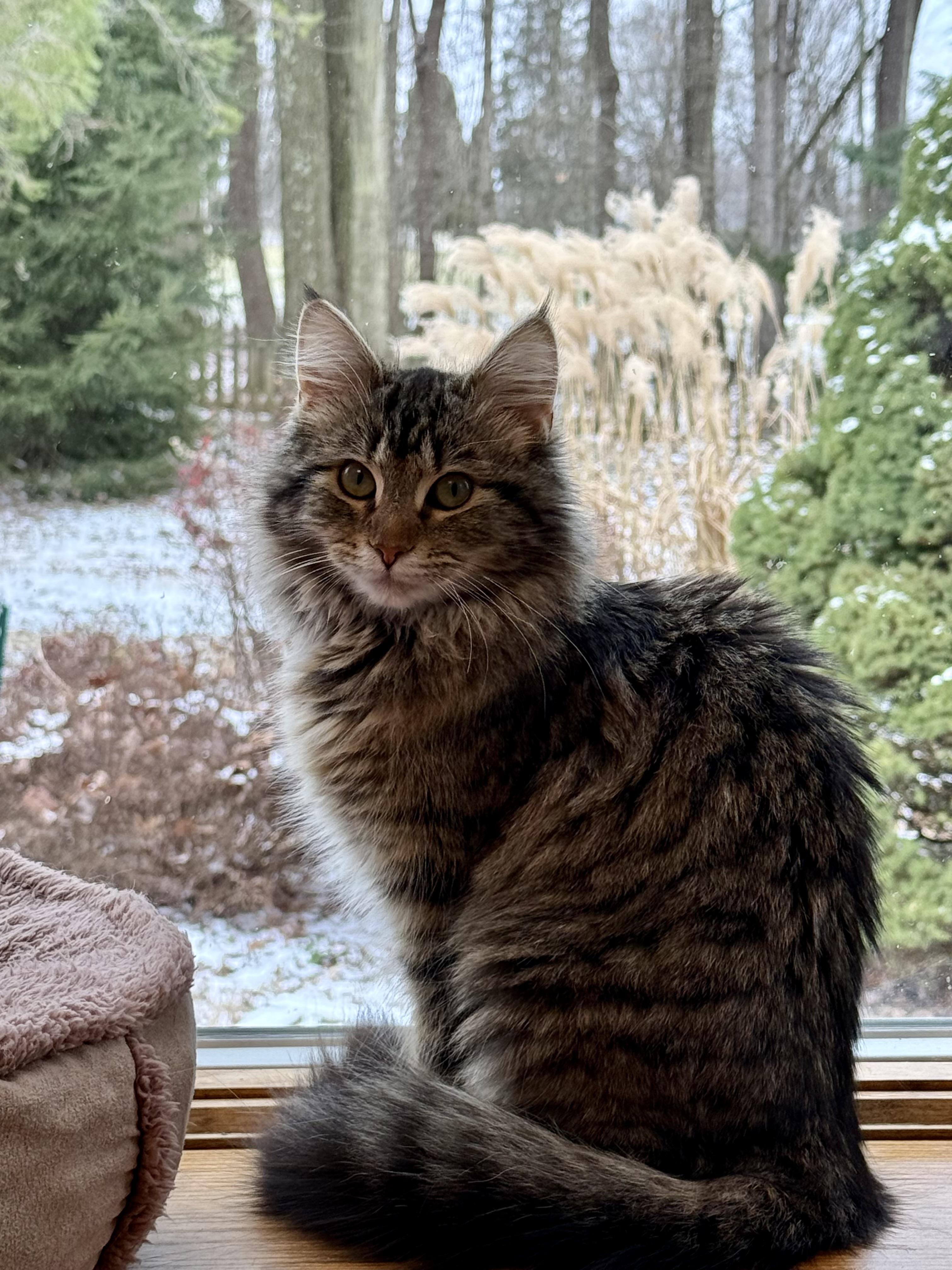 Enlarge Ruth Bader Ginspurr, a Adopted mixed breed in Salem, OH image 1/6