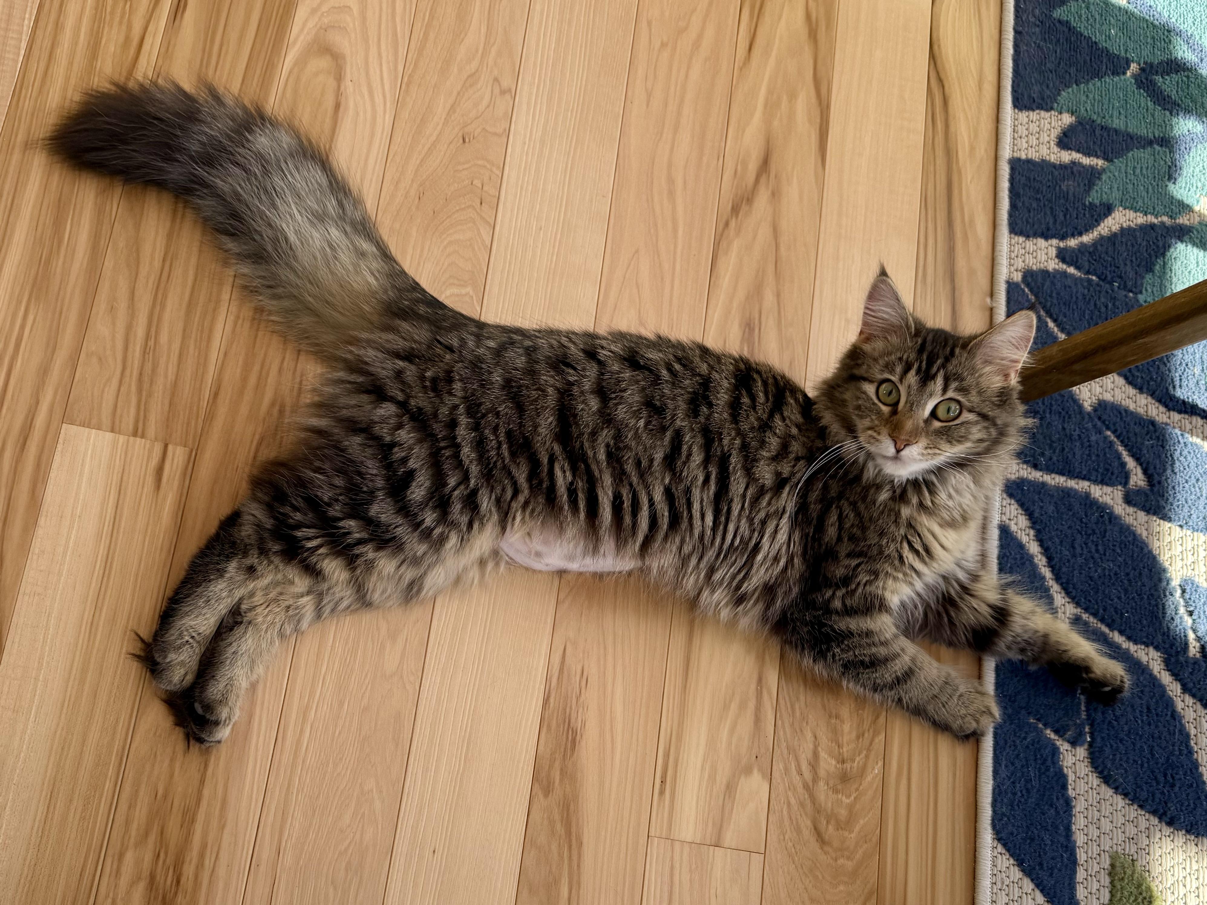 Enlarge Ruth Bader Ginspurr, a Adopted mixed breed in Salem, OH image 2/6