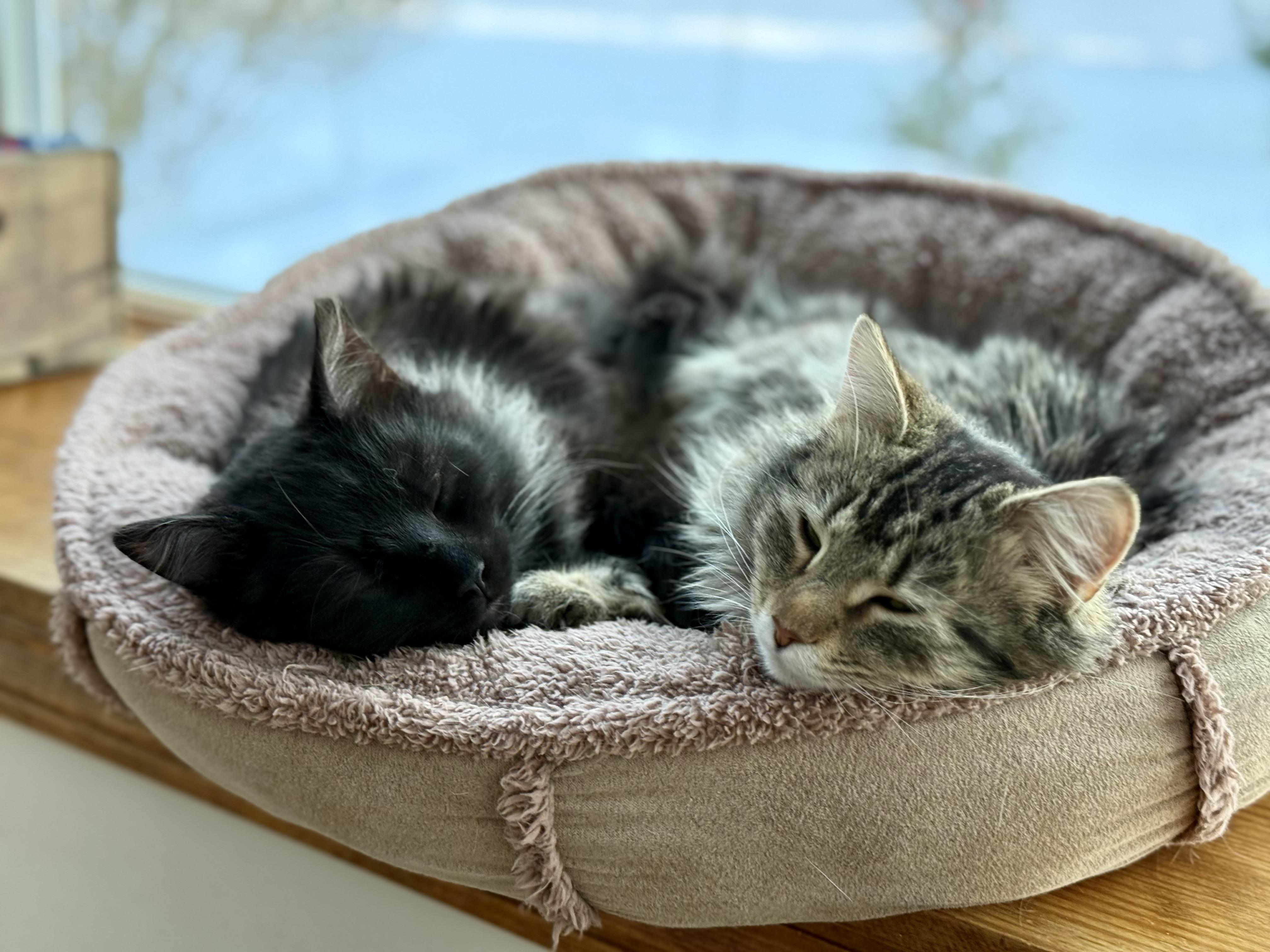 Enlarge Ruth Bader Ginspurr, a Adopted mixed breed in Salem, OH image 3/6