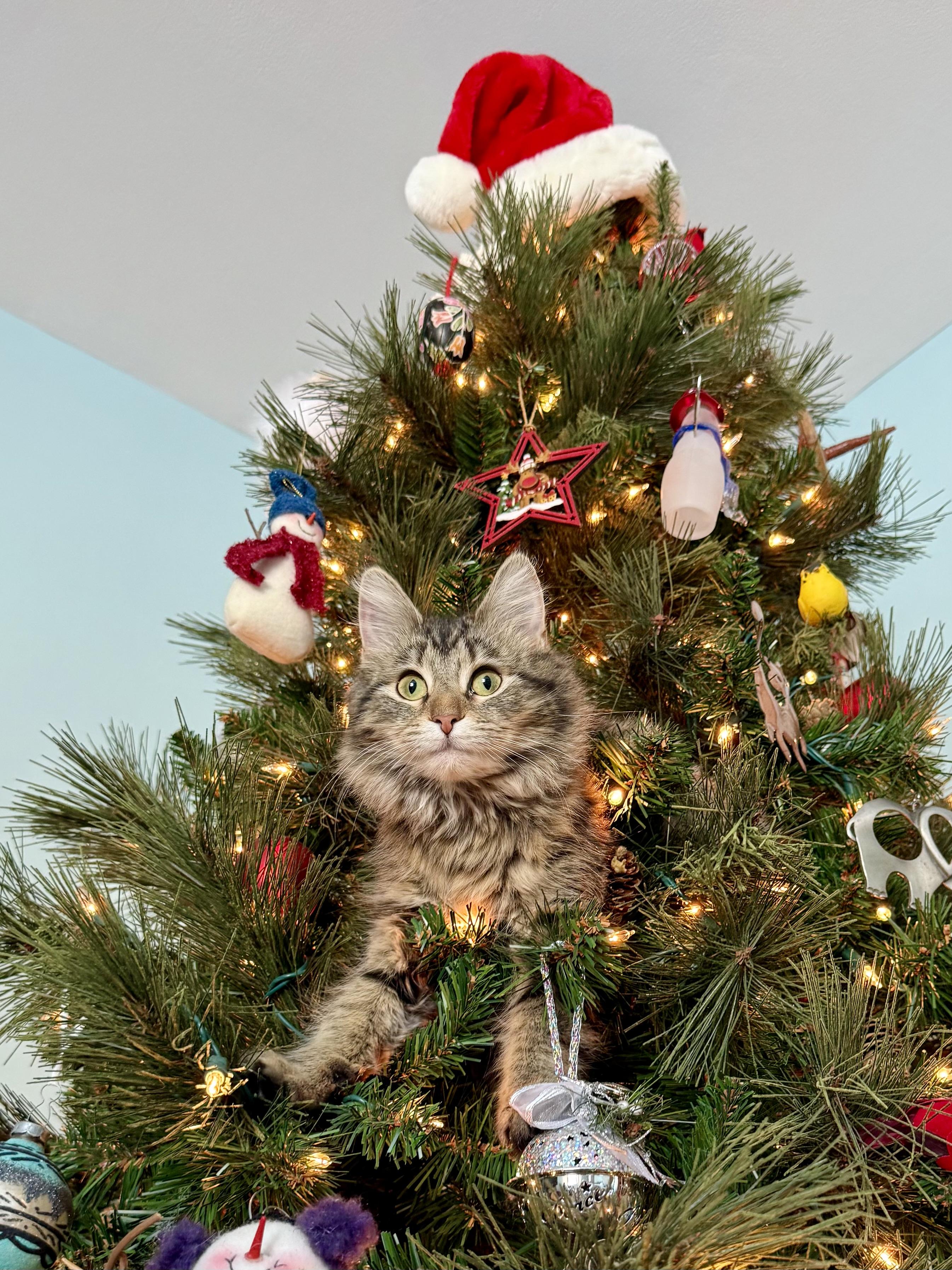 Enlarge Ruth Bader Ginspurr, a Adopted mixed breed in Salem, OH image 4/6