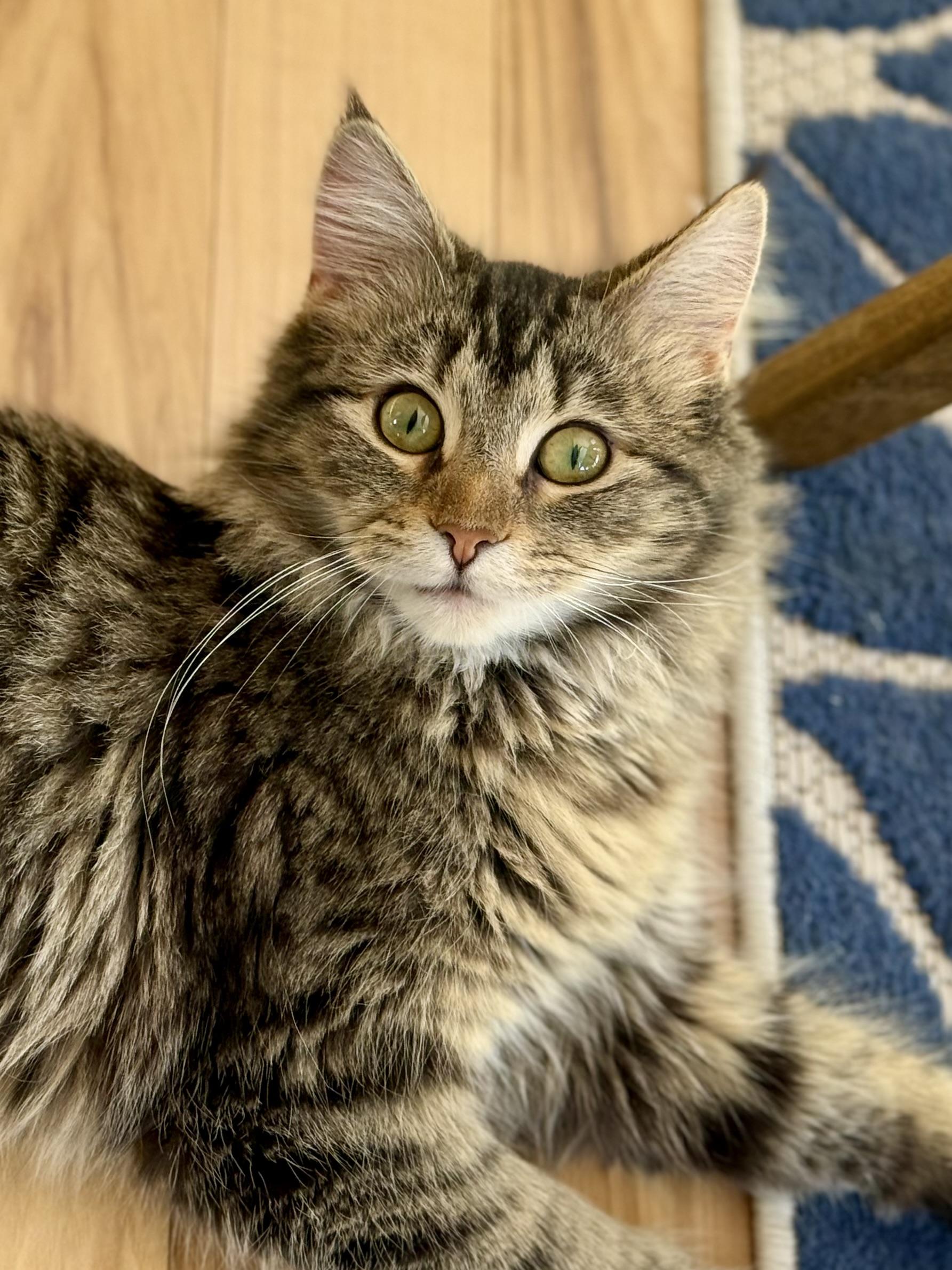 Enlarge Ruth Bader Ginspurr, a Adopted mixed breed in Salem, OH image 5/6