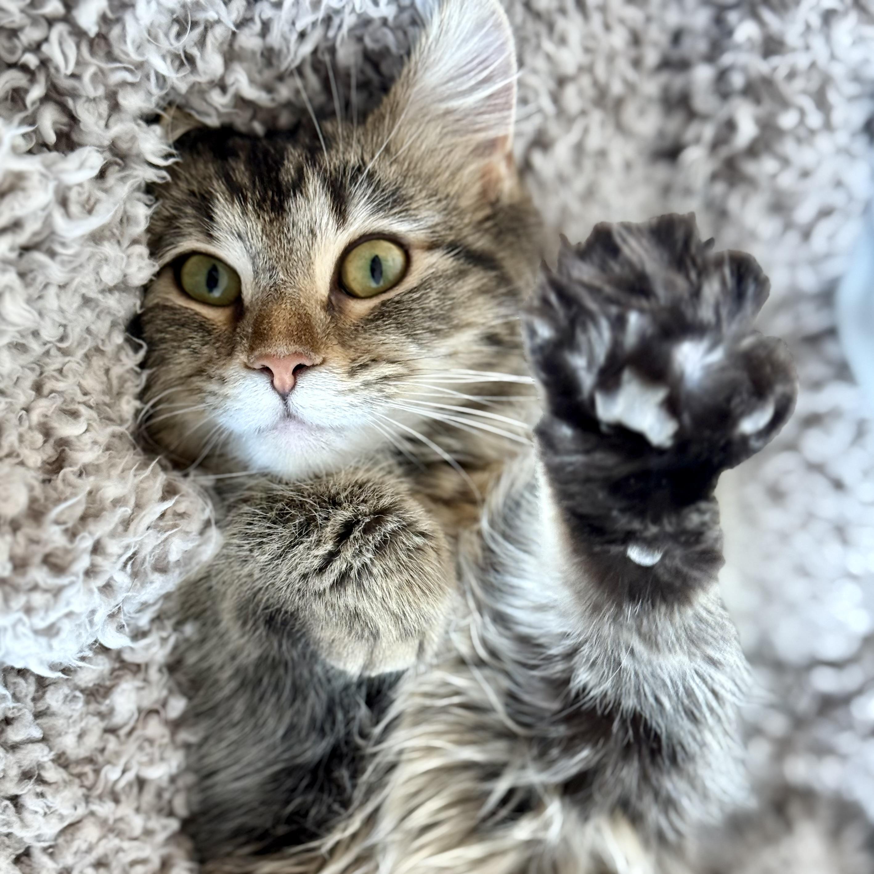 Enlarge Ruth Bader Ginspurr, a Adopted mixed breed in Salem, OH image 6/6