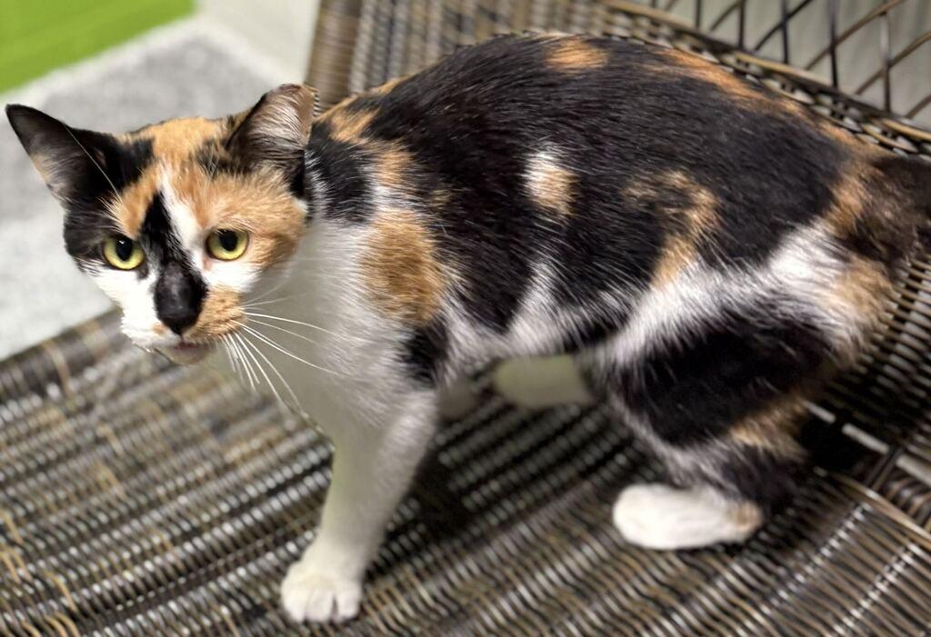 Enlarge Eep, a Adoptable Calico in Jackson, MI image 2/4