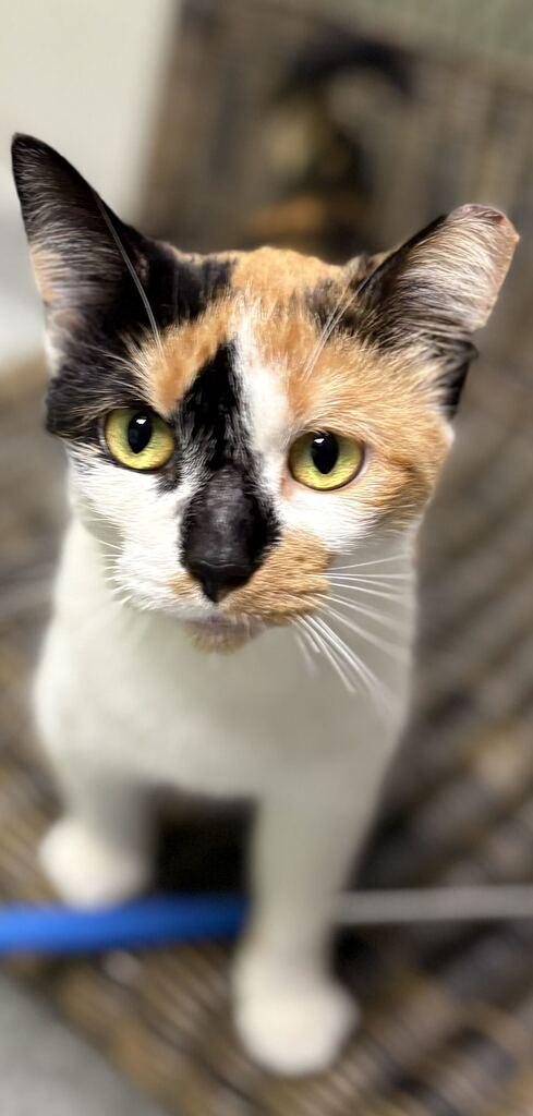 Enlarge Eep, a Adoptable Calico in Jackson, MI image 3/4