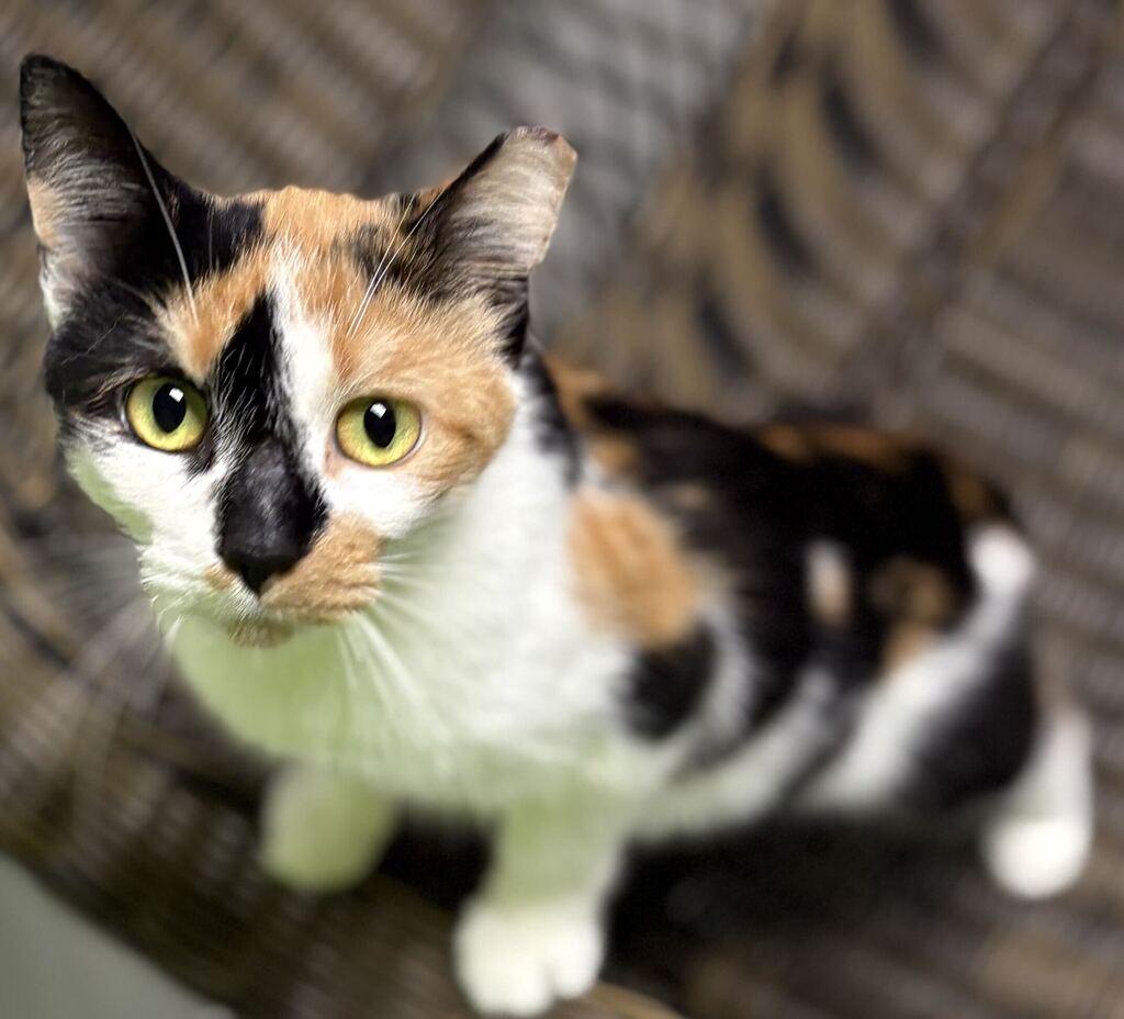 Enlarge Eep, a Adoptable Calico in Jackson, MI image 1/4