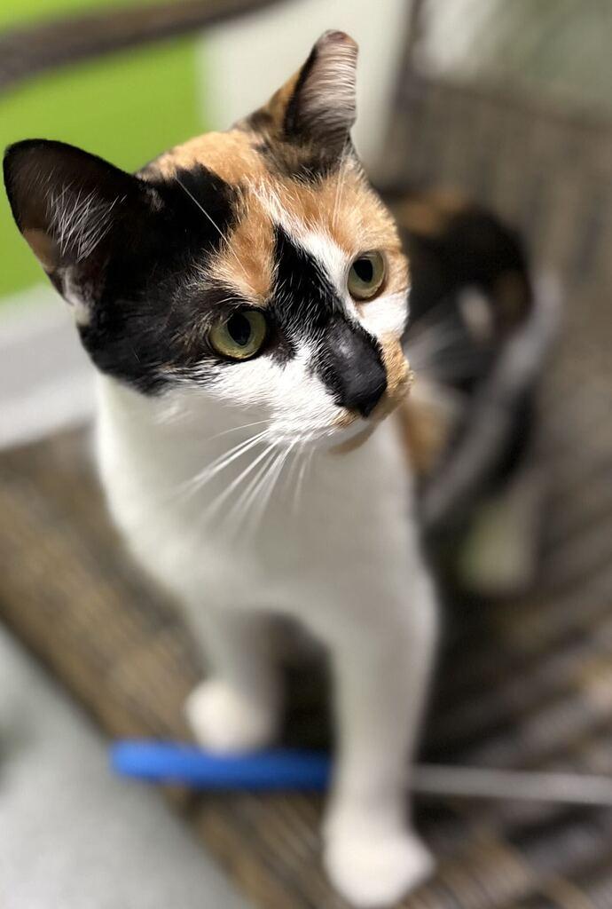 Enlarge Eep, a Adoptable Calico in Jackson, MI image 4/4