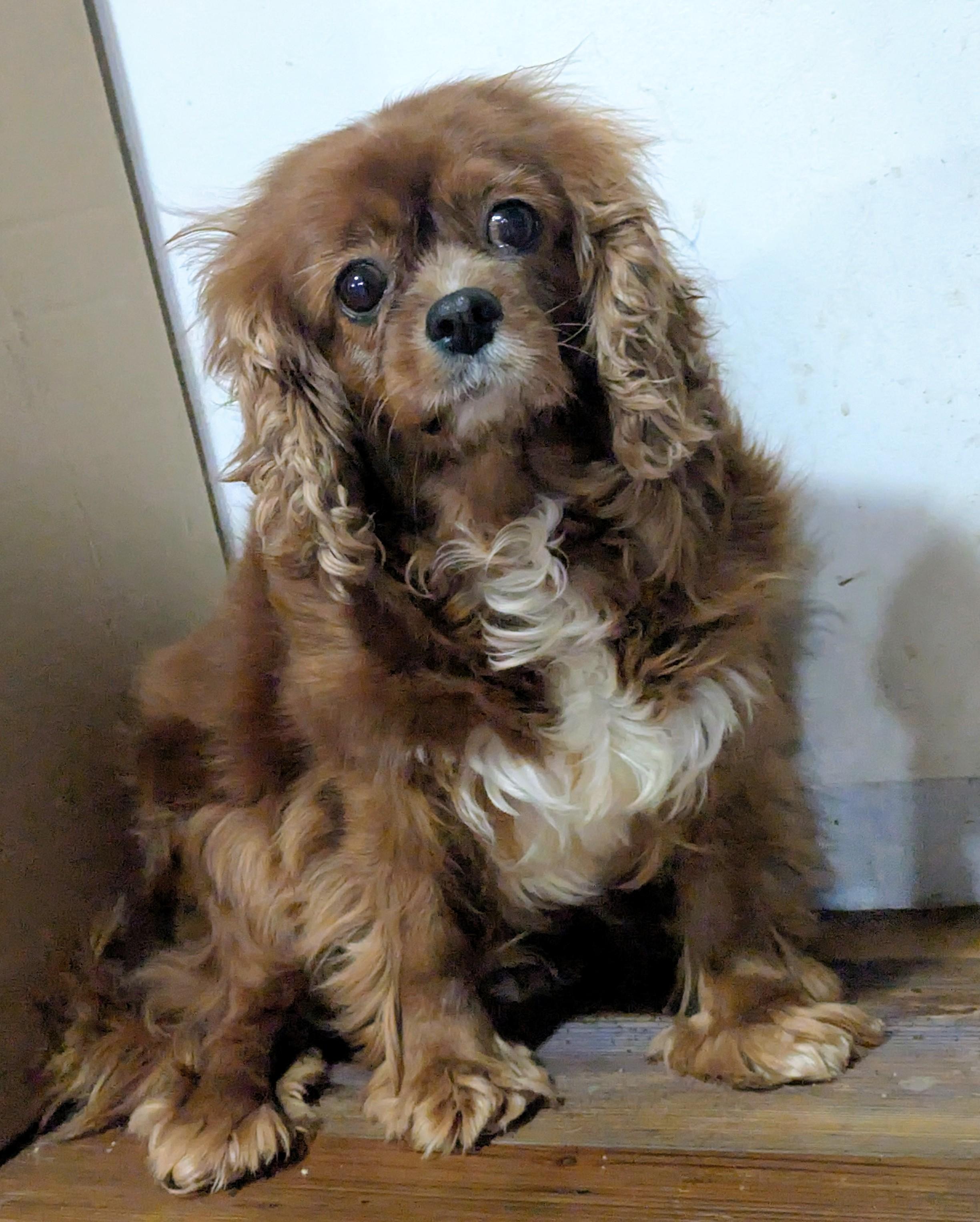 Enlarge Tillie , a ADOPTABLE Cavalier King Charles Spaniel in Cowlesville, NY image 1/1
