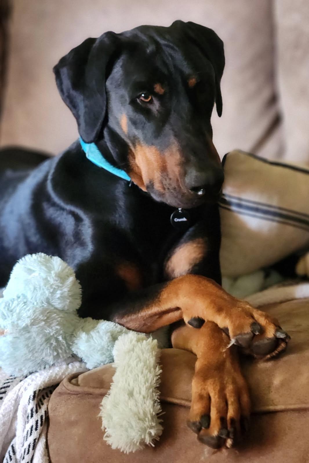 Phillip, a Adoptable Doberman Pinscher in Minneapolis, MN image 1/3