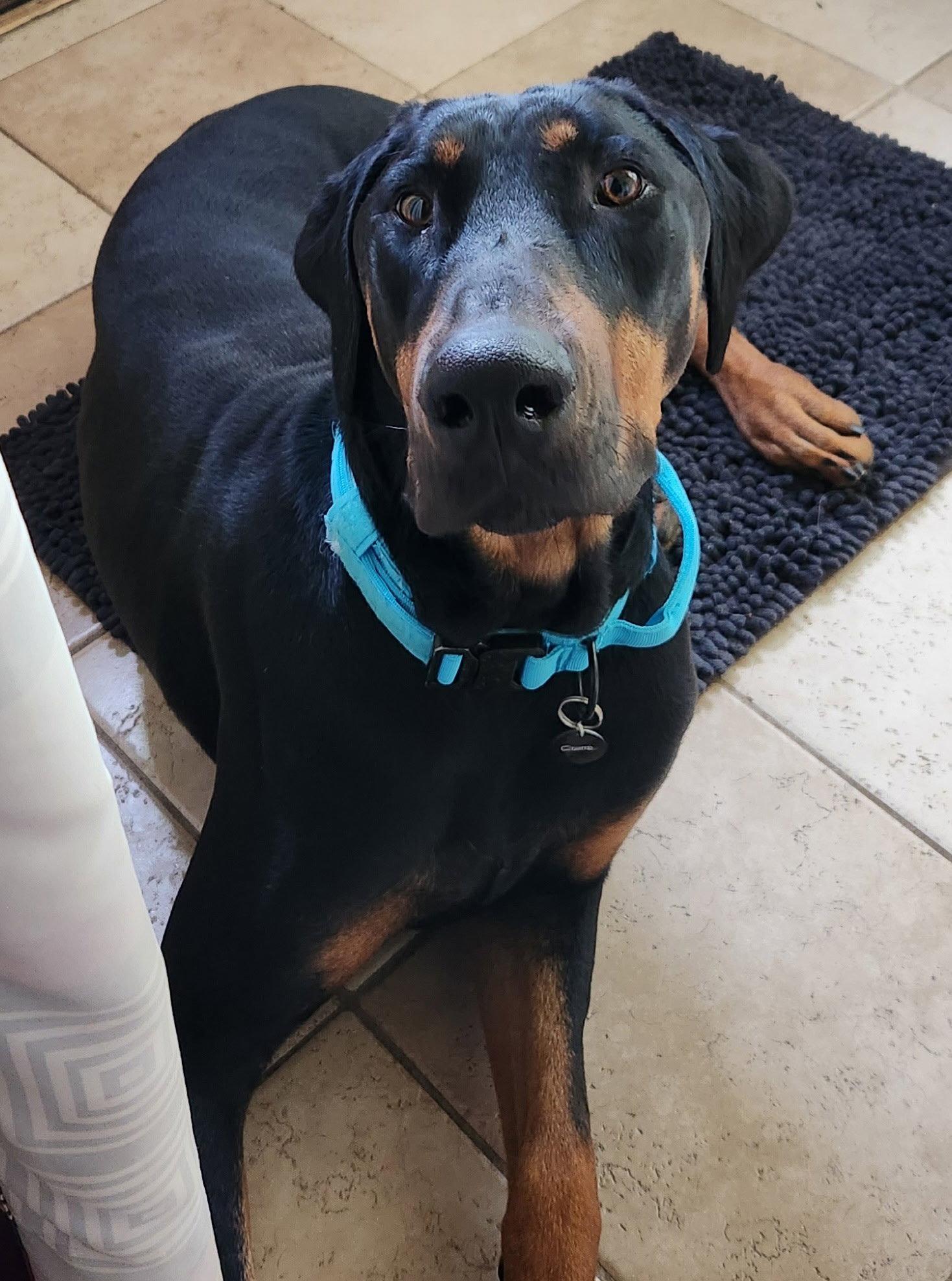Phillip, a Adoptable Doberman Pinscher in Minneapolis, MN image 2/3