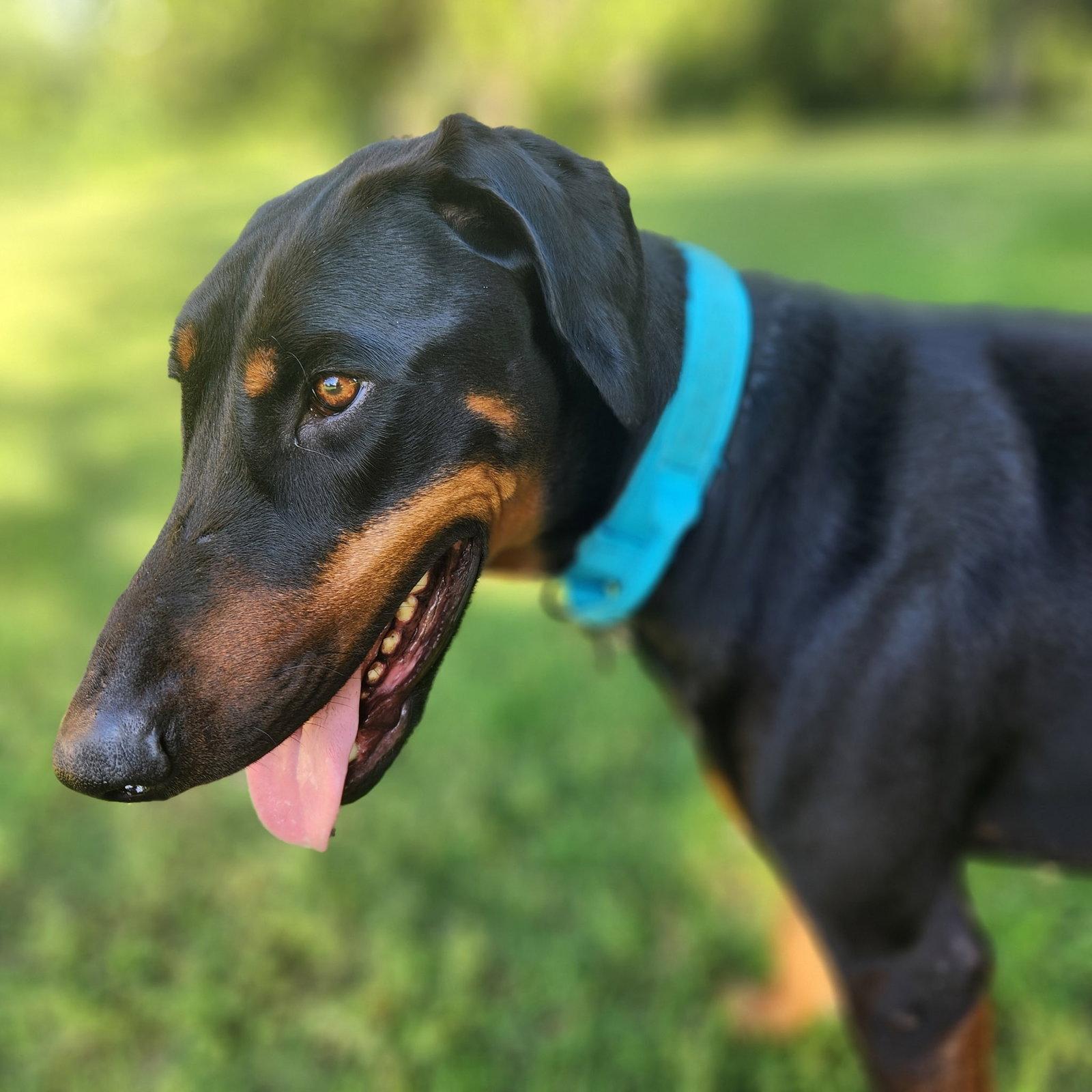 Phillip, a Adoptable Doberman Pinscher in Minneapolis, MN image 3/3