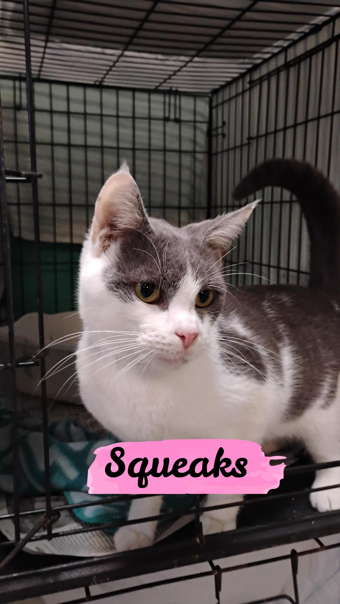Squeaks, adoptable, Young Male Domestic Short Hair.