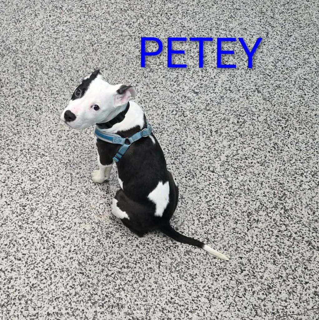 Petey, Adopted, Puppy Male Pit Bull Terrier.