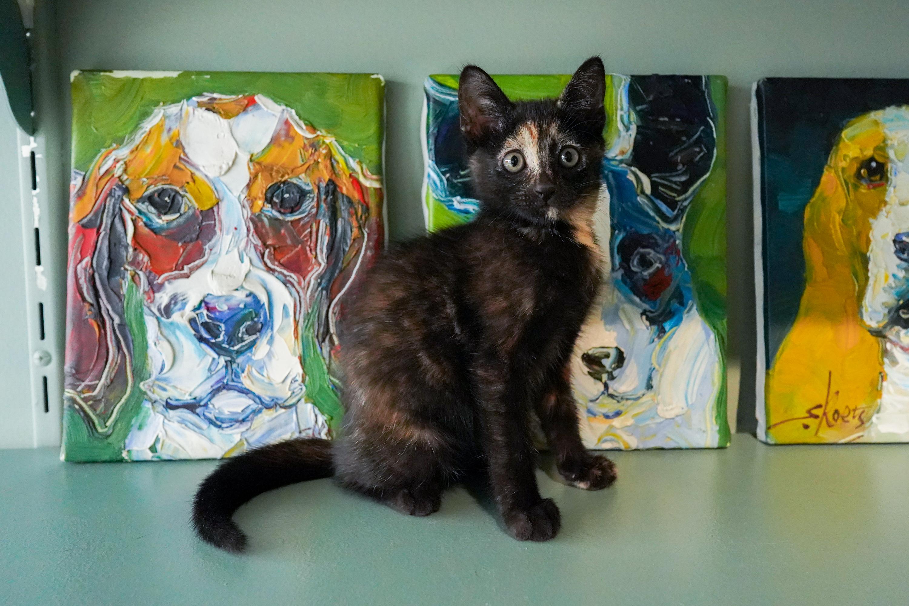Carrie, Young Female Domestic Short Hair
