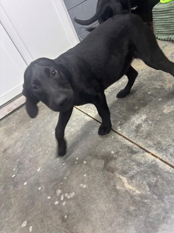 Ryah, Adoptable, Young Female Black Labrador Retriever.