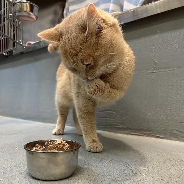 Enlarge Peter, a Adoptable Domestic Short Hair in Charlottesville, VA image 1/6