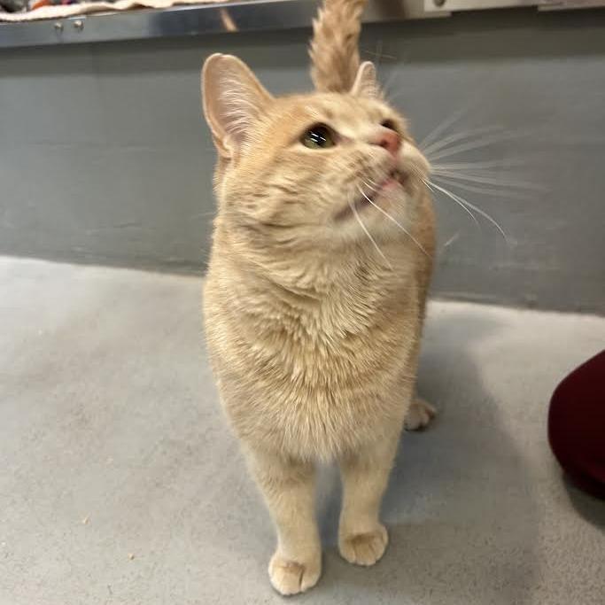 Enlarge Peter, a Adoptable Domestic Short Hair in Charlottesville, VA image 2/6