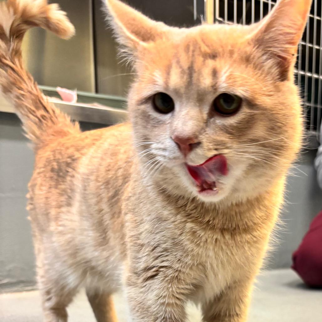 Enlarge Peter, a Adoptable Domestic Short Hair in Charlottesville, VA image 3/6