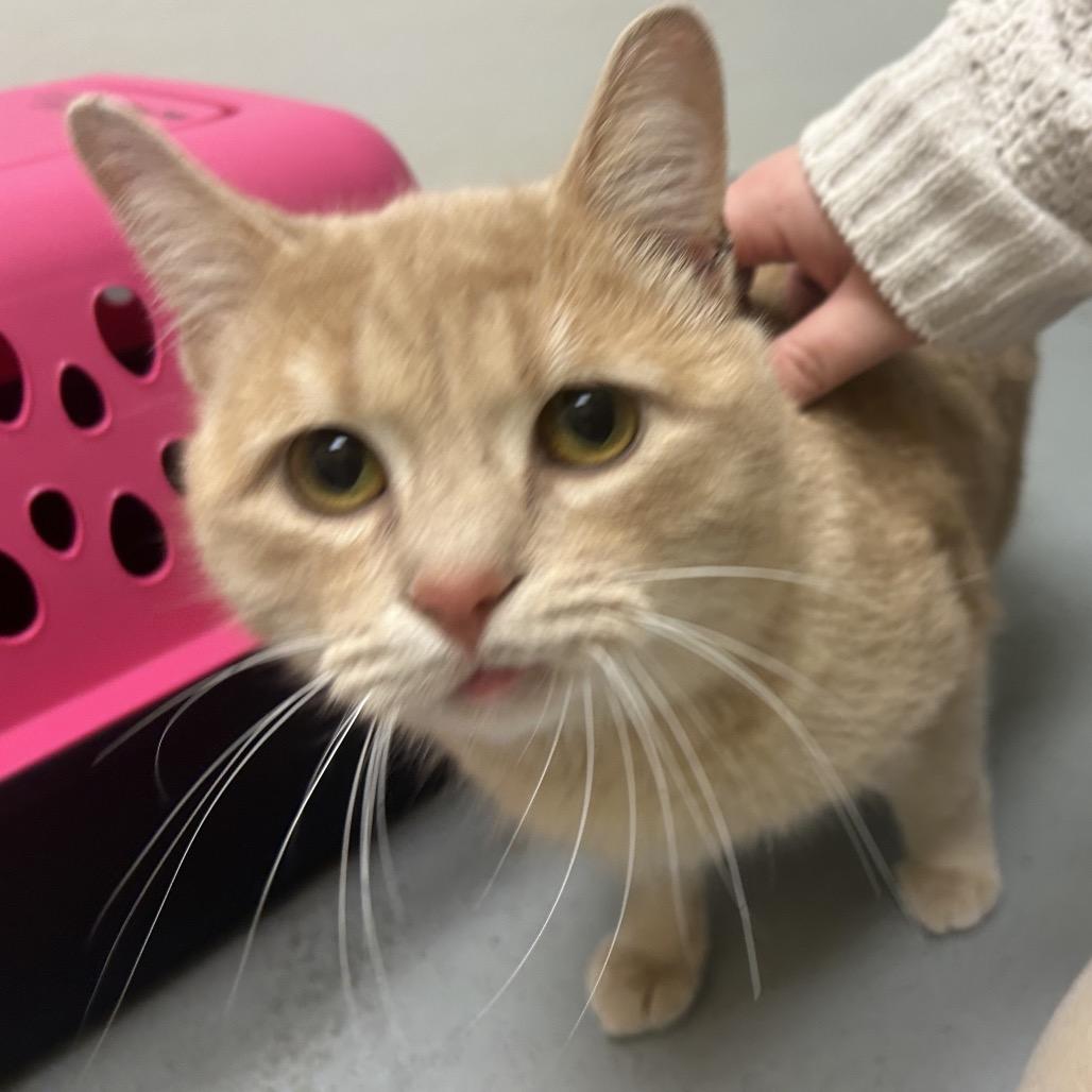Enlarge Peter, a Adoptable Domestic Short Hair in Charlottesville, VA image 4/6