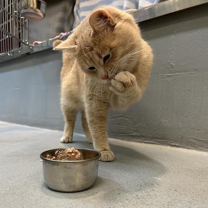 Enlarge Peter, a Adoptable Domestic Short Hair in Charlottesville, VA image 5/6