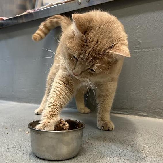 Enlarge Peter, a Adoptable Domestic Short Hair in Charlottesville, VA image 6/6