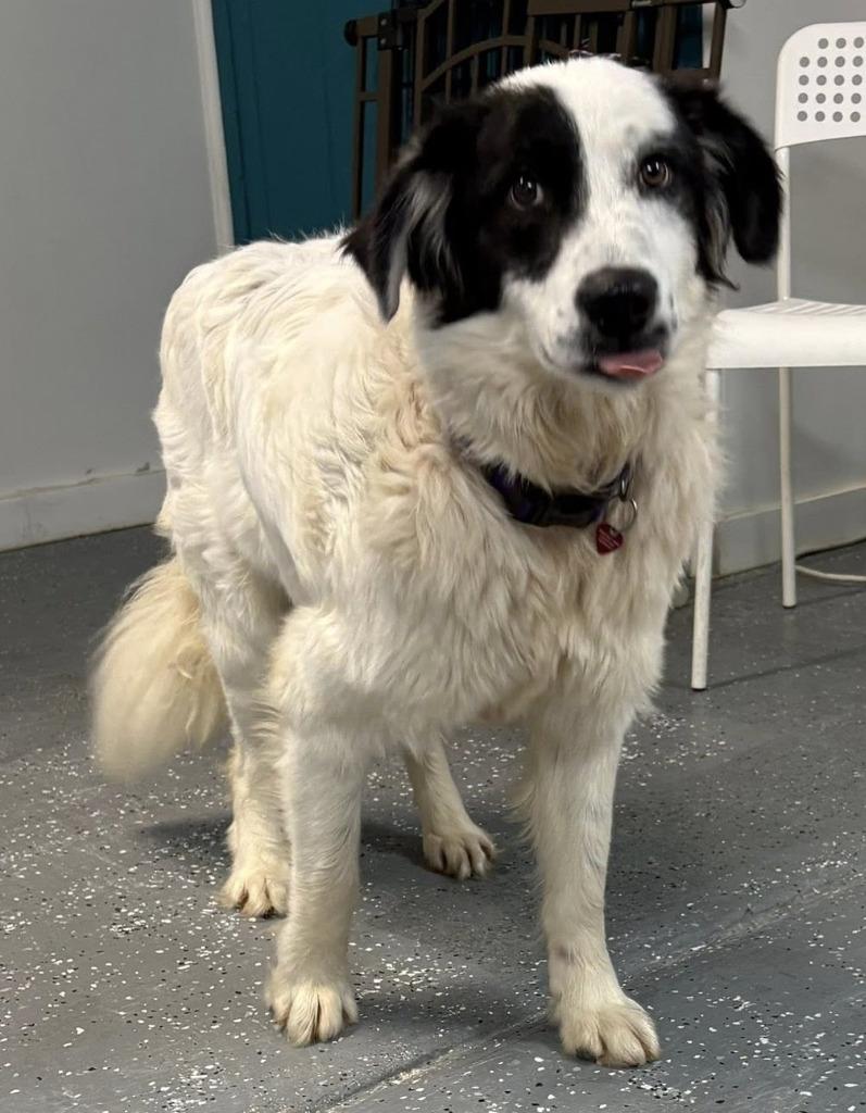 Smooch, a Adopted mixed breed in Warren, MI image 1/6