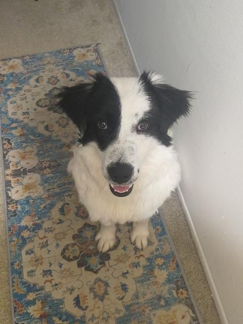 Smooch, a Adopted mixed breed in Warren, MI image 2/6