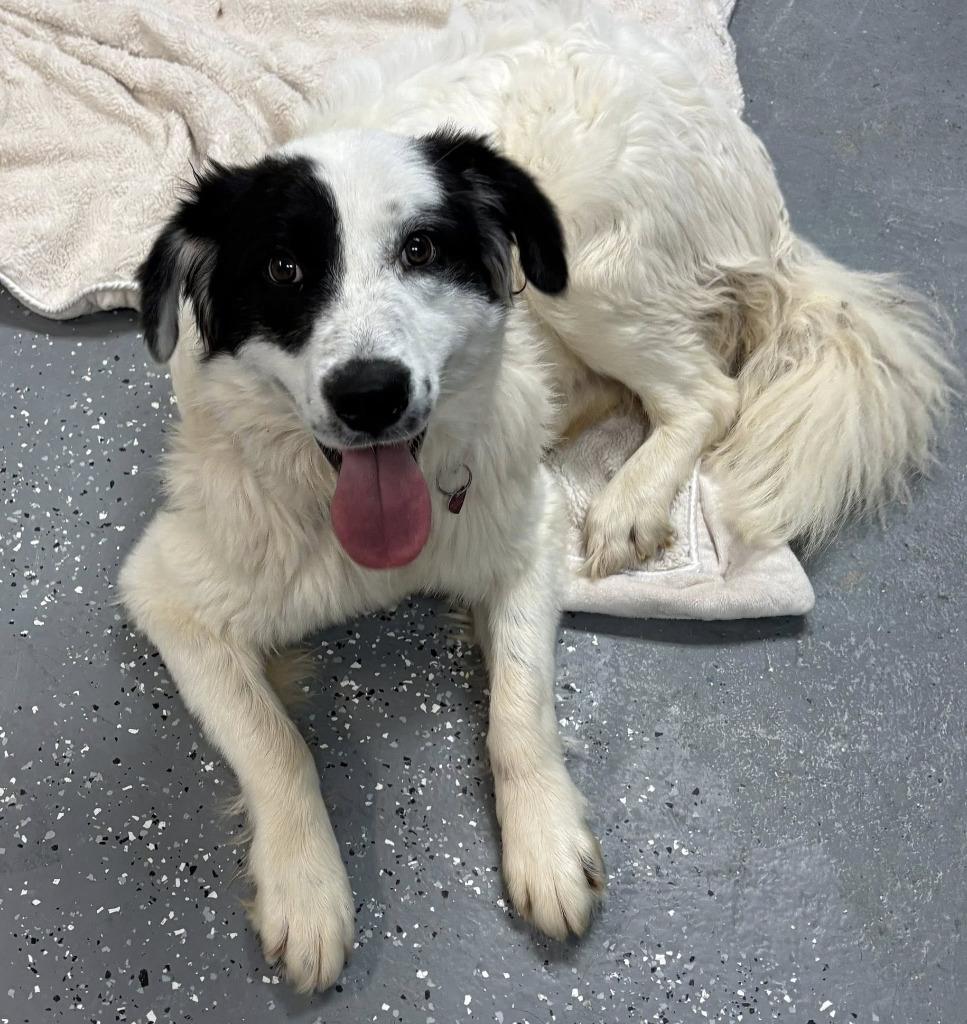 Smooch, a Adopted mixed breed in Warren, MI image 3/6