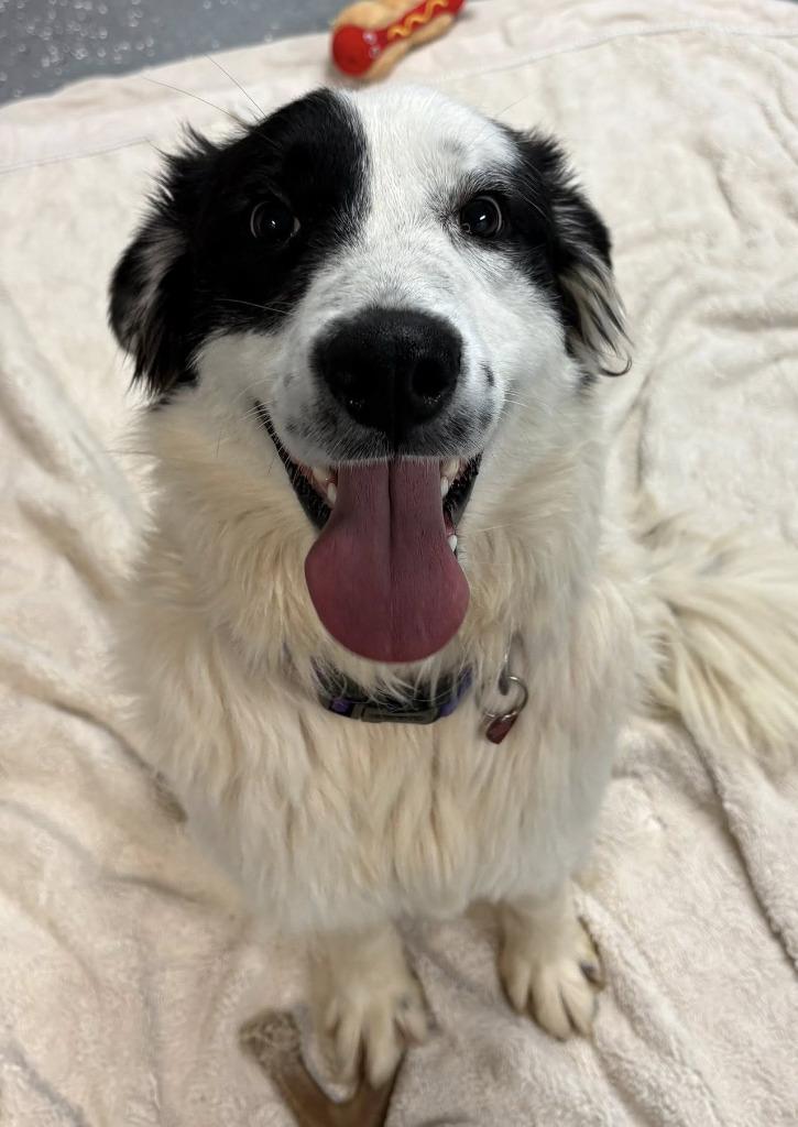 Smooch, Adopted, Adult Male Great Pyrenees & Border Collie.