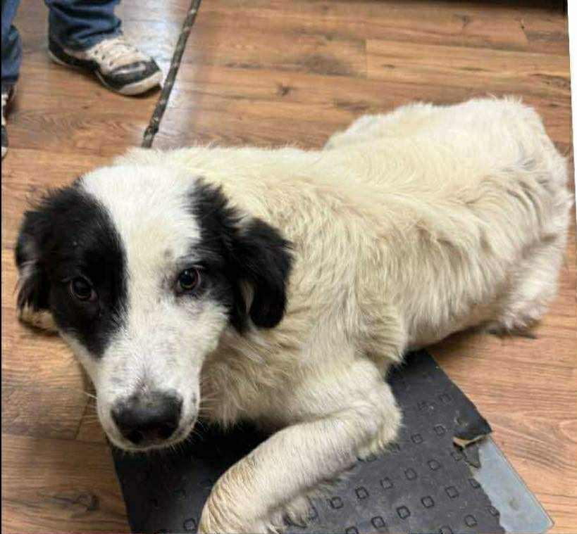 Smooch, a Adopted mixed breed in Warren, MI image 5/6