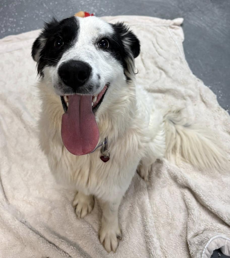 Smooch, a Adopted mixed breed in Warren, MI image 6/6