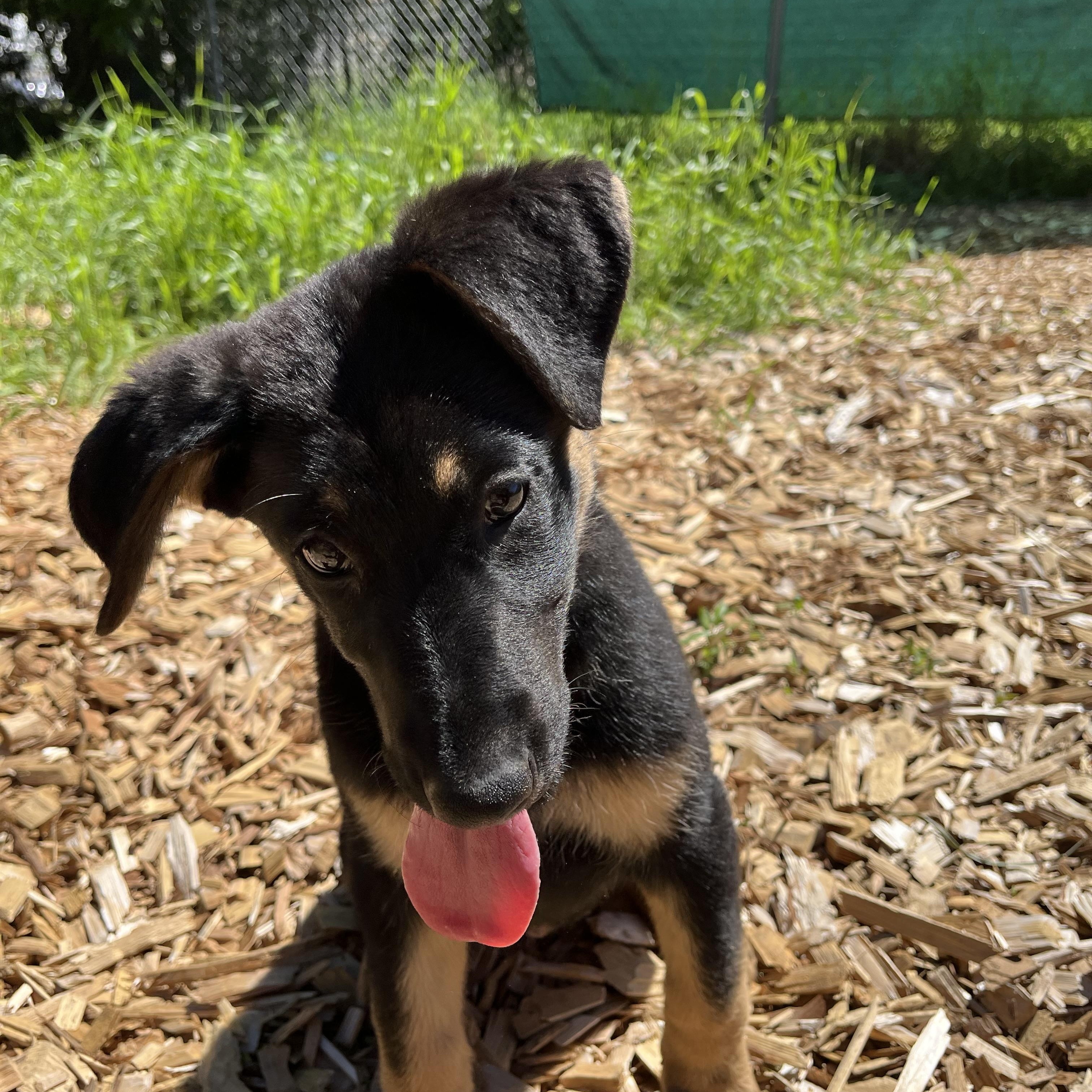 Enlarge Amber, an adopted mixed breed in Snoqualmie, WA image 3/6