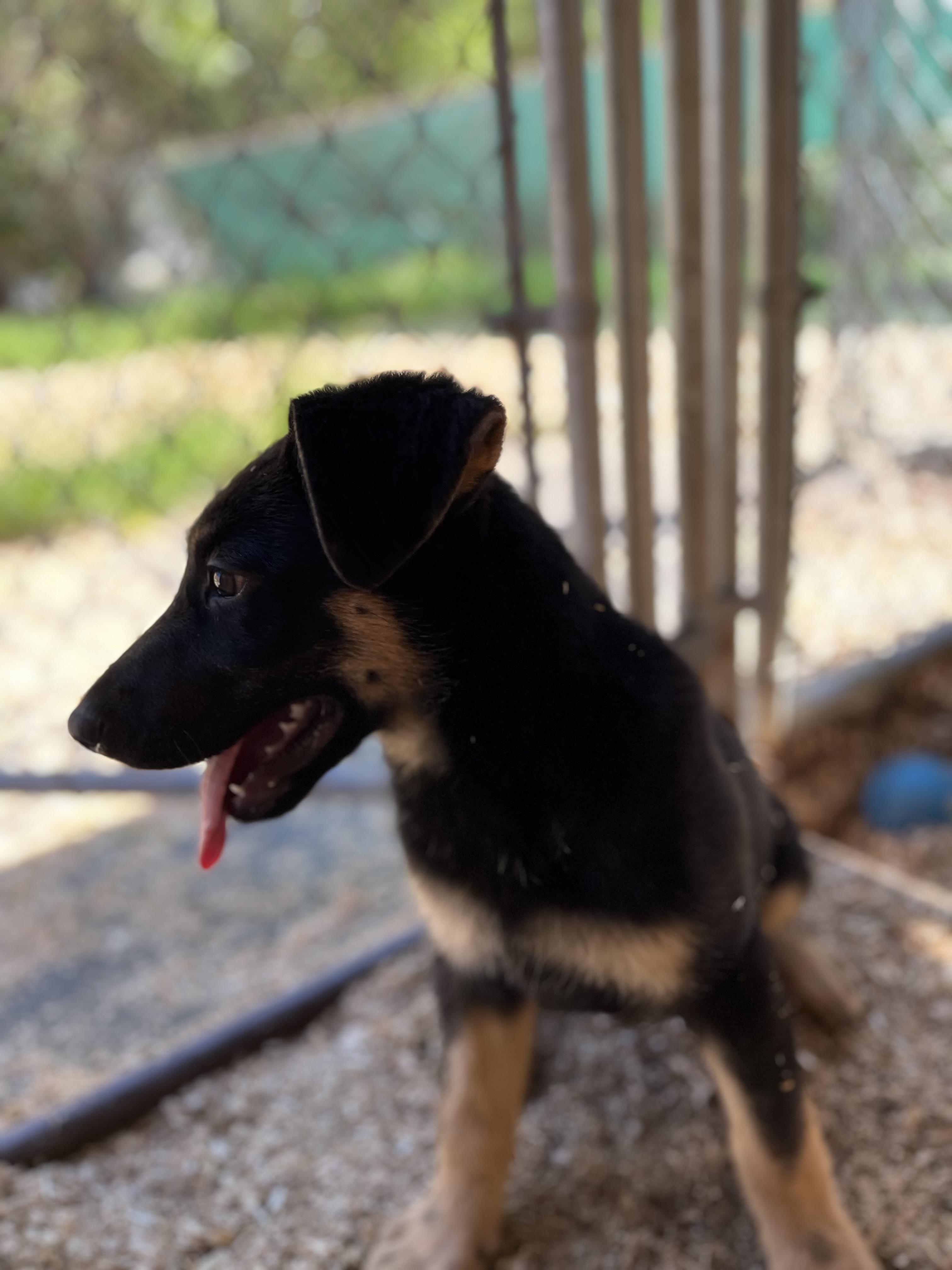 Enlarge Amber, an adopted mixed breed in Snoqualmie, WA image 2/6