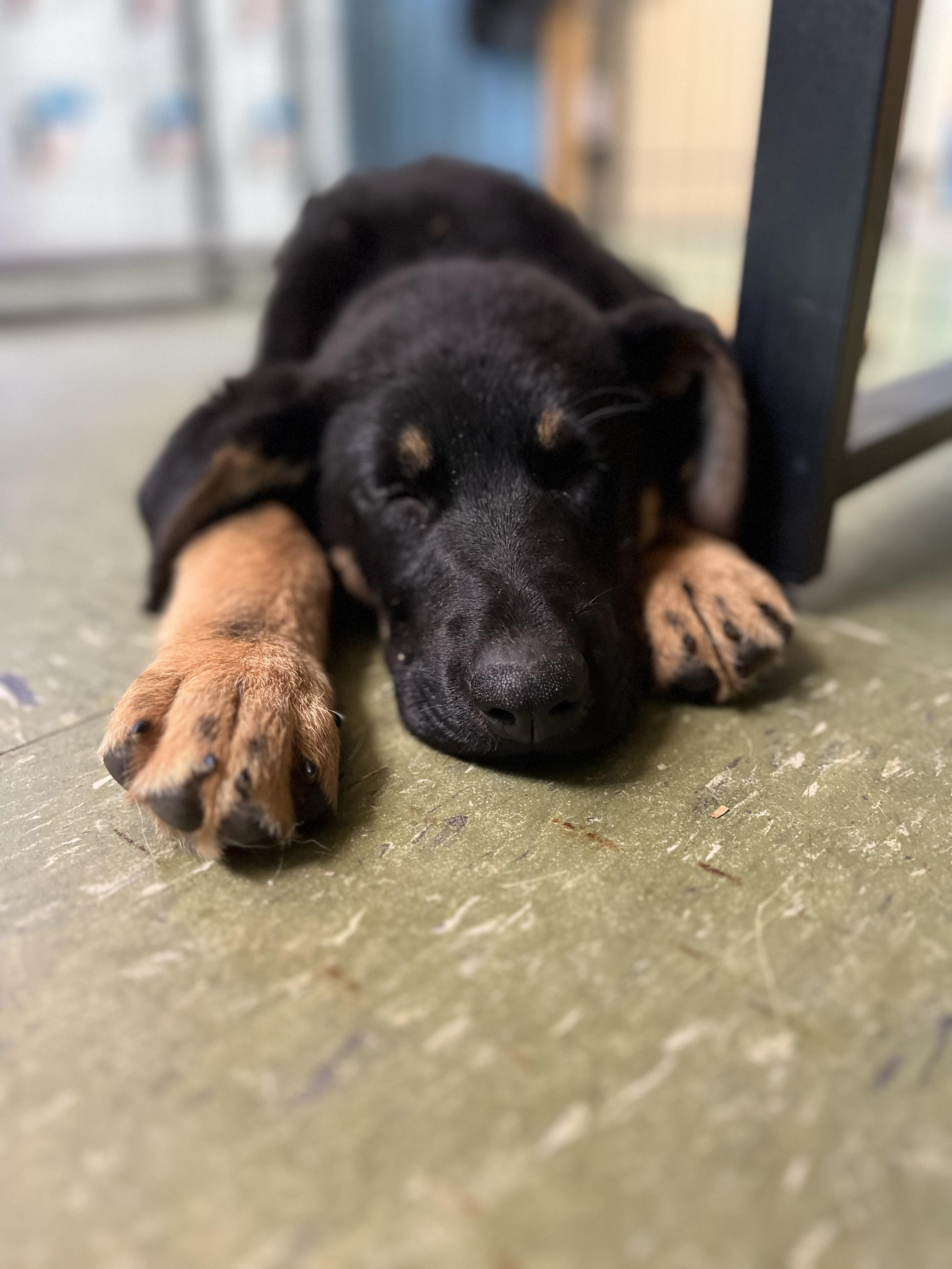 Enlarge Amber, an adopted mixed breed in Snoqualmie, WA image 6/6