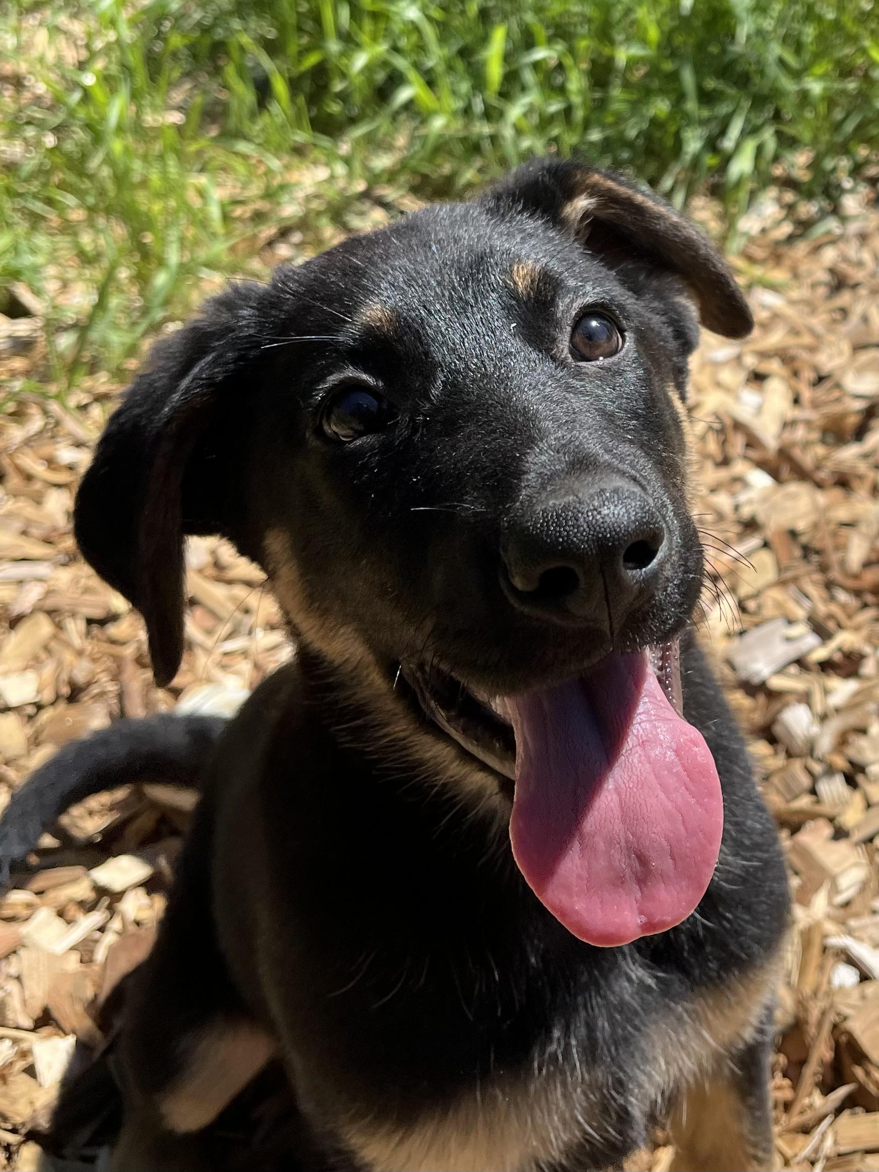Enlarge Amber, an adopted mixed breed in Snoqualmie, WA image 5/6