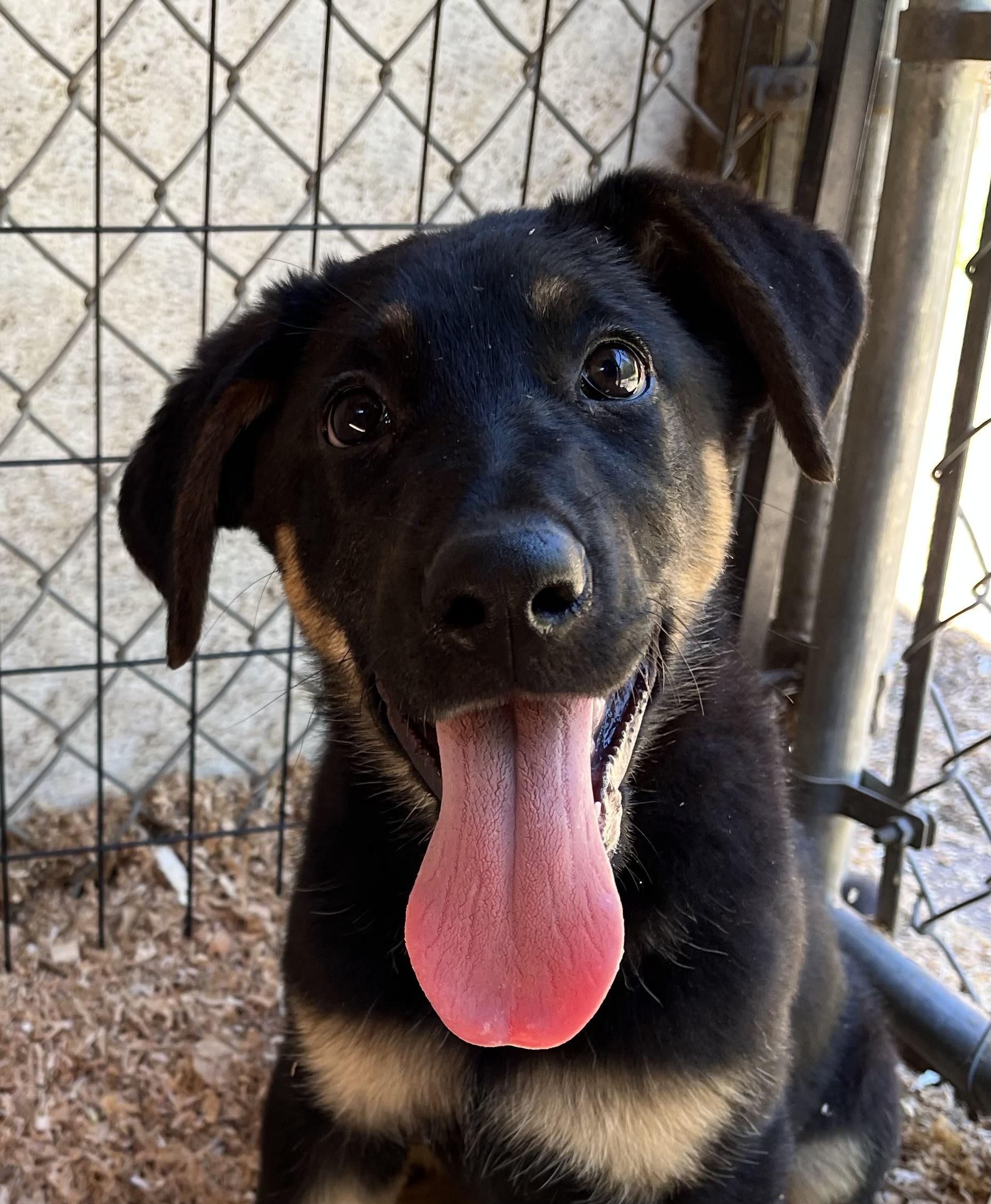 Amber, adopted, Puppy Female German Shepherd Dog & Black Labrador Retriever.