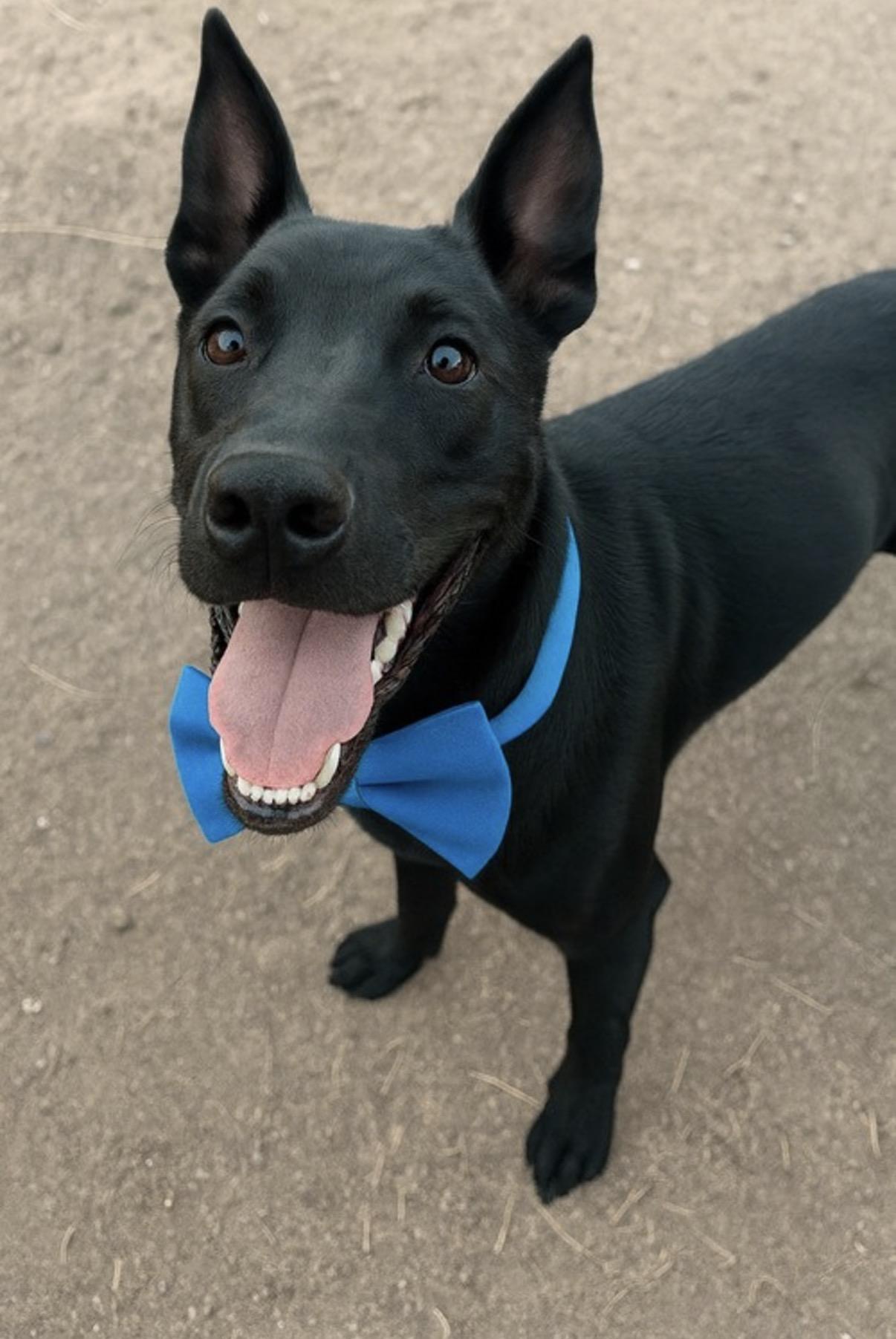 Enlarge Frito, a Adoptable mixed breed in Phoenix, AZ image 2/2