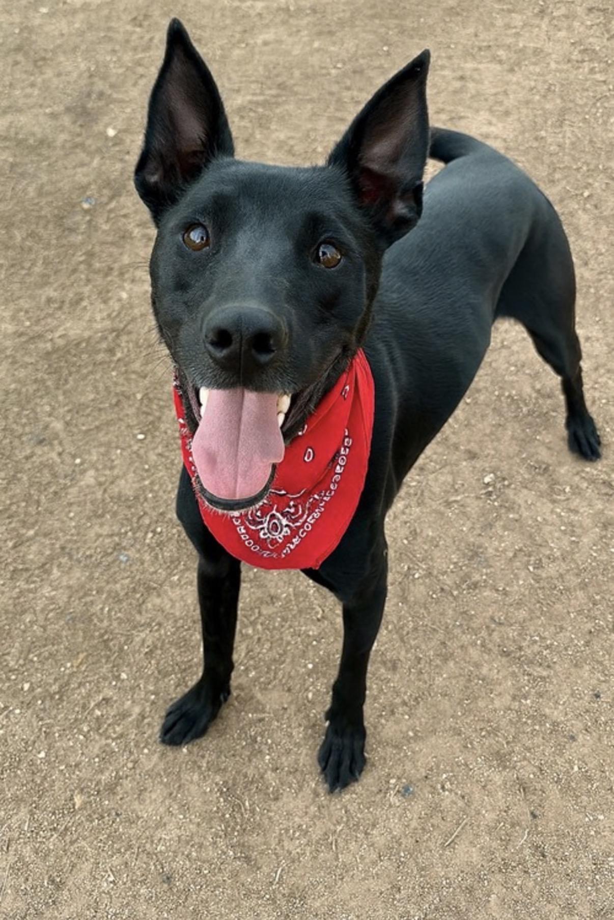 Enlarge Frito, a Adoptable mixed breed in Phoenix, AZ image 1/2