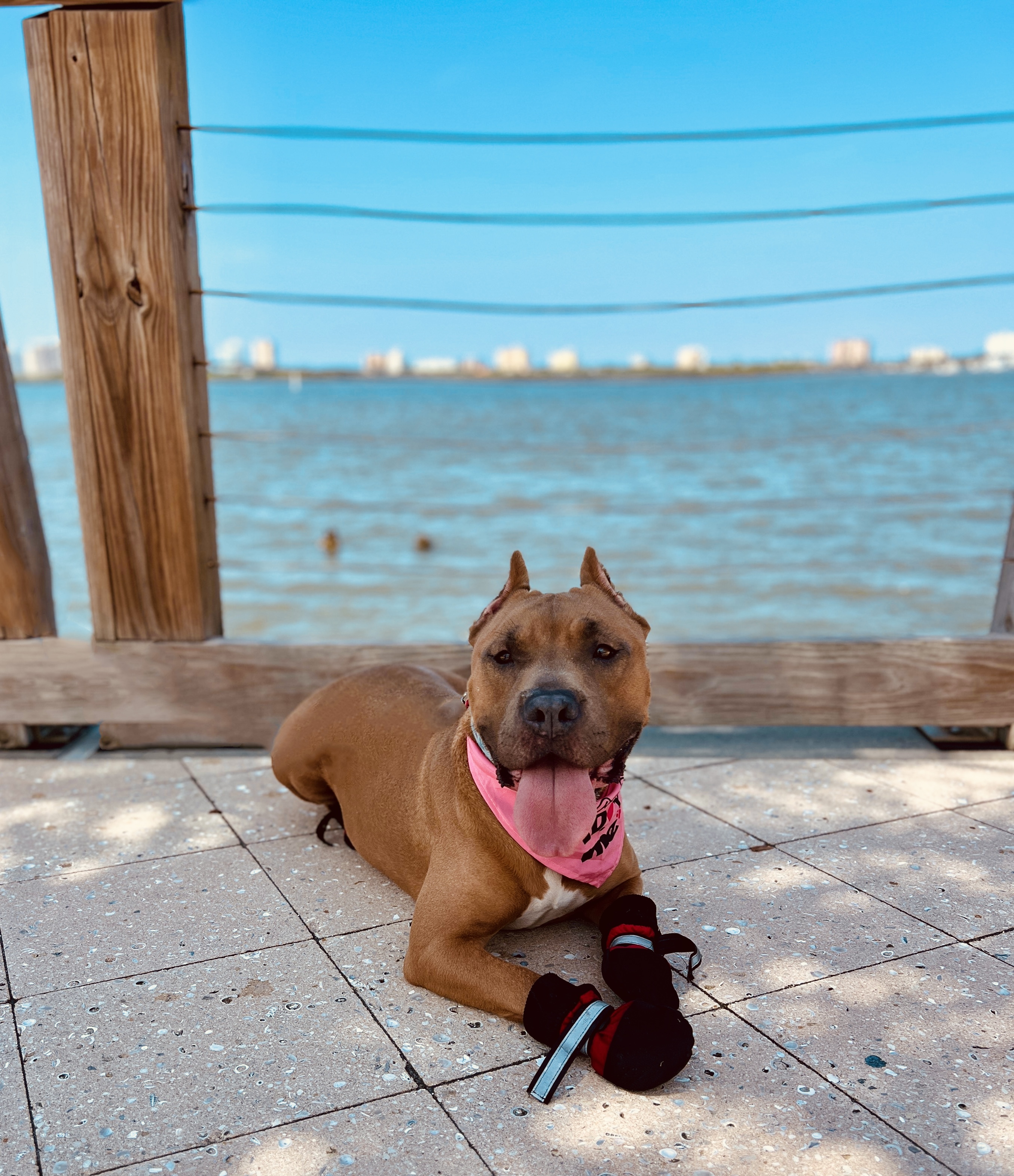 Potato - courtesy post, a Adoptable American Bully in Bay City, MI image 1/13